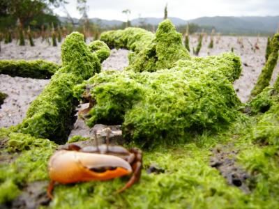 ■激島!西表島2009■ 2日目
