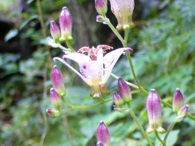 伊豆高原☆祝・記念日