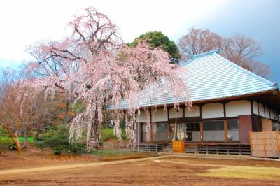 坂戸市、慈眼寺のしだれ桜です。 