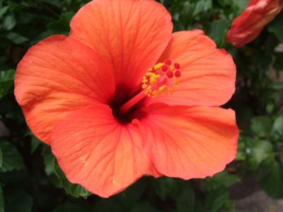 一年一ハワイ ホテル到着まで