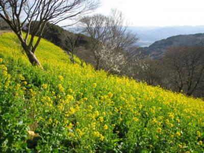 城下町　佐貫町を散策　菜の花咲くマザー牧場をめざそう！