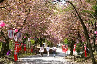 ［09］倶利伽羅峠の「八重桜」