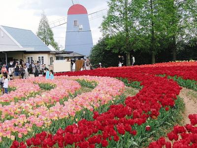 芝桜＆チューリップ　ｉｎ　世羅高原（２００９）