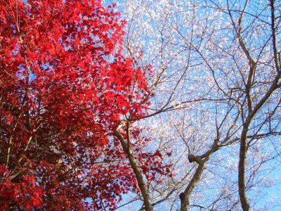 冬なのに桜をみるたび