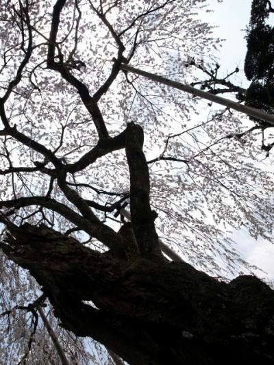 笠間市・金剛寺のしだれ桜です。 