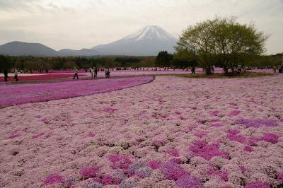 渋滞を避けて「富士芝桜まつり」へ