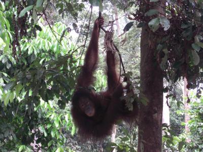 ボルネオ島旅行記②ｾﾋﾟﾛｯｸｵﾗﾝｳｰﾀﾝ保護ｾﾝﾀｰ＆天狗猿も象も見た!ｷﾅﾊﾞﾀﾝｶﾞﾝ川ｸﾙｰｽﾞ