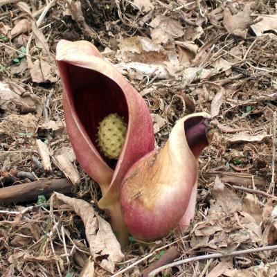 花には早かった入笠山