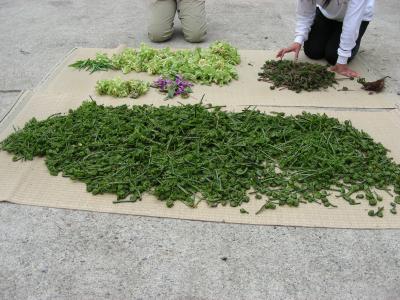 日本百名山・巻機山の麓で山菜採り
