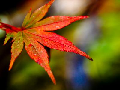 蓬莱山神社の紅葉、2008。