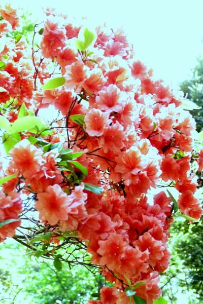 春の六義園で緑とつつじを楽しんで