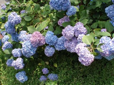 阿蘇～湯布院ぶらりドライブ☆