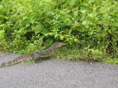 緑に抱かれてランカウイ　?アクティビティー編