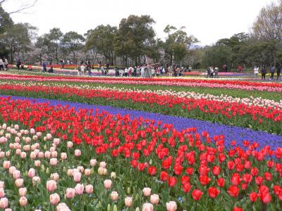 木曽三川公園　チューリップ祭　２００９