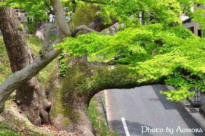 奈良公園~東大寺を歩く (o^ _ ^o)/ ☆ 観光編