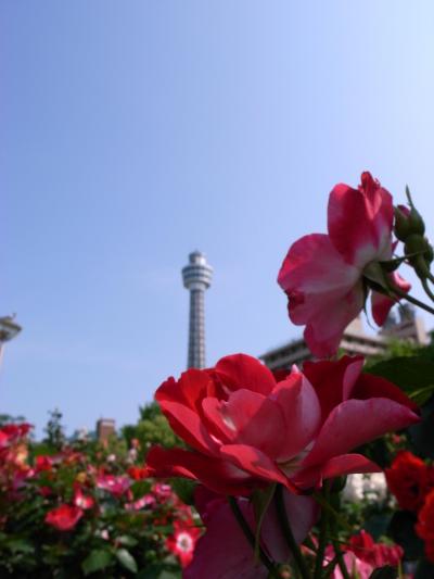 薔薇と横浜散歩