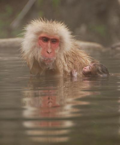 「地獄谷温泉」　露天風呂につかる猿の親子たち