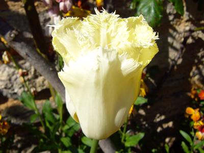 イギリスハイライト8日間:4日目?(ストラットフォードアポンエイボン)