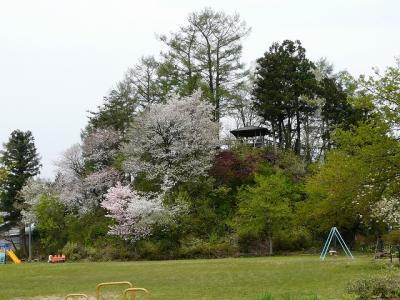 実家の近くも桜がいっぱい