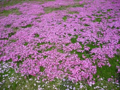 2009年5月　羊山公園