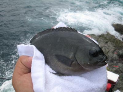 ★今年２回目の大分県南の「クロ釣り」でしたが・・・の旅。