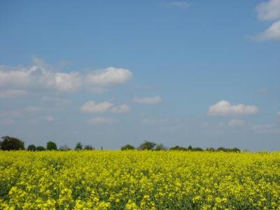 大英帝国の洗礼その?（階級社会と菜の花と）