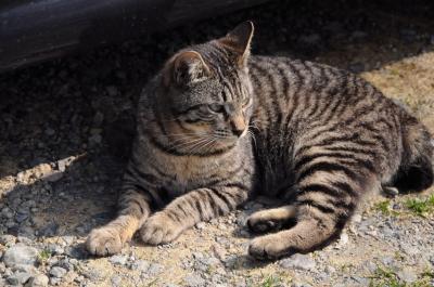 猫に癒された旅～徒然なる箱根～