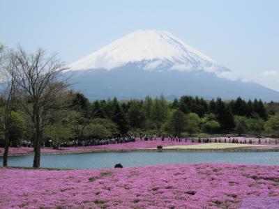 本栖湖　富士芝桜まつり