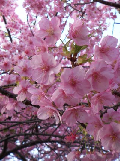 ピンクの花がかわいい河津桜