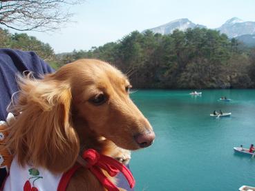 わんこと東北旅行☆一日目♪