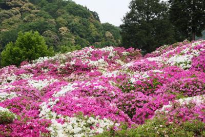 つつじの三室戸寺