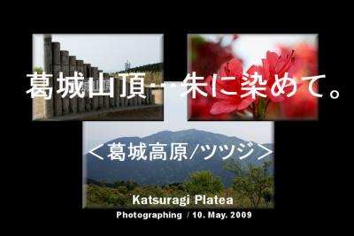 「葛城山上…朱に染めて。」（葛城高原/ツツジ）