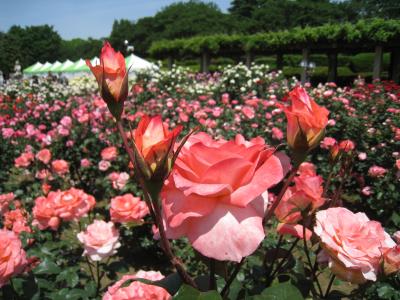 神代植物公園の芍薬と薔薇は満開♪　2009 春のバラフェスタ 5/16-5/31