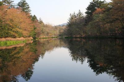 犬を連れて軽井沢