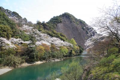 古座川峡の桜