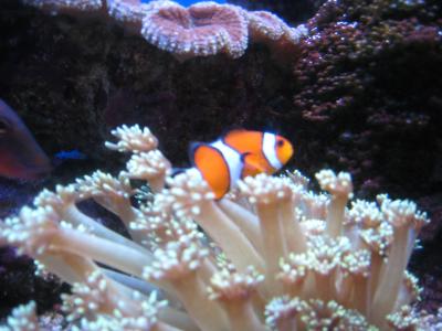 2009　ちょこっとドライブ浅虫水族館（青森編その２）