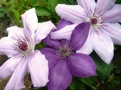 花の郷滝谷のてっせんと向淵のスズラン自生地