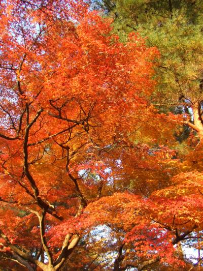 南禅寺の紅葉 修伯でランチ