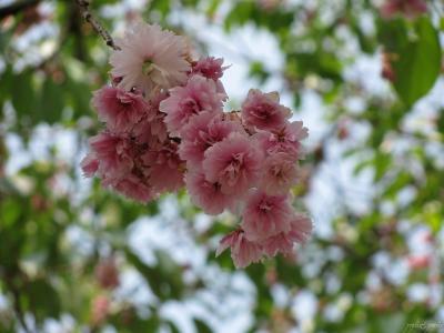 塩竈神社とフレンチの旅　?塩竈神社