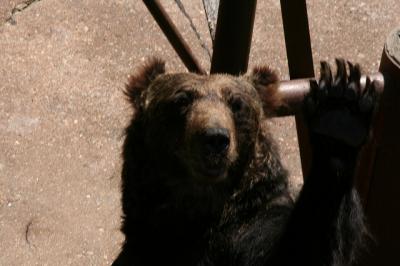 八幡平クマ牧場