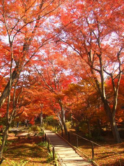 嵯峨野の紅葉 宝筐院・清涼寺