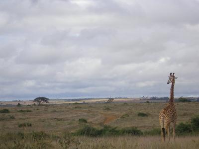 ケニア《ナイロビ国立公園》