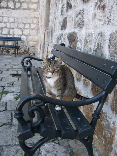番外編クロアチアの犬と猫
