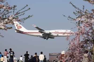 桜と飛行機のコラボ　in成田　さくらの山