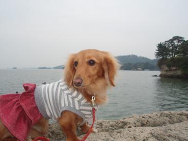 わんこと東北旅行☆二日目♪