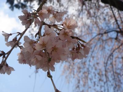 春の醍醐寺