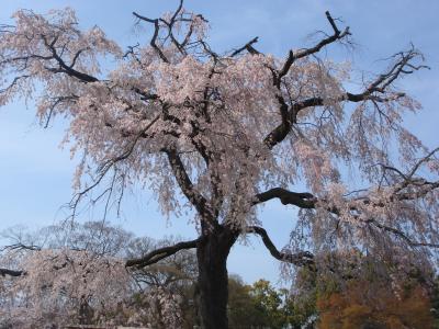 円山公園満開？お花見