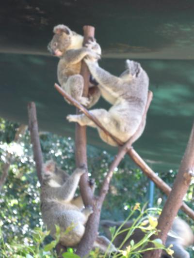 なぜか突然オーストラリアの旅。