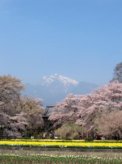 甲斐駒ケ岳と桜の共演　「実相寺の神代桜」　（２００９年）