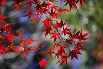 また高尾山。（紅葉ver.）
